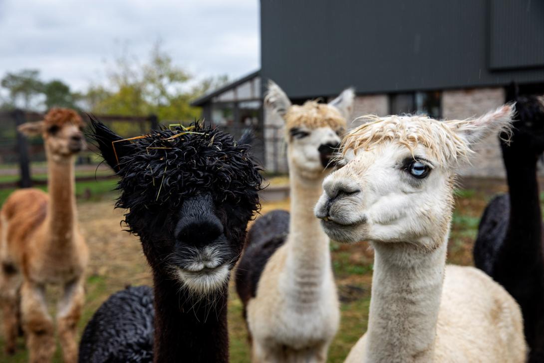 A black, smiling alpaca looking at the camera, surrounded by other alpacas